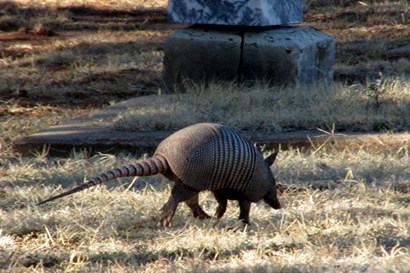 Wichita Falls TX - Riverside Cemetery armadillo