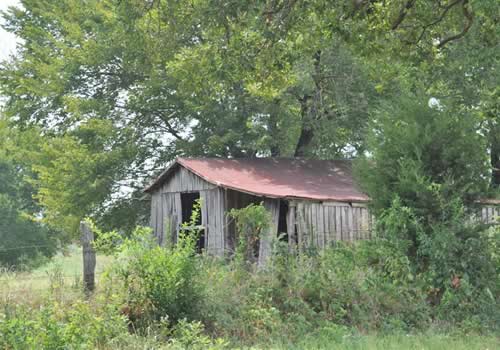 Direct TX - Direct TX - Old Shed