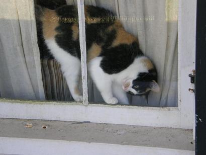 Resident calico at Liendo Plantation TX 