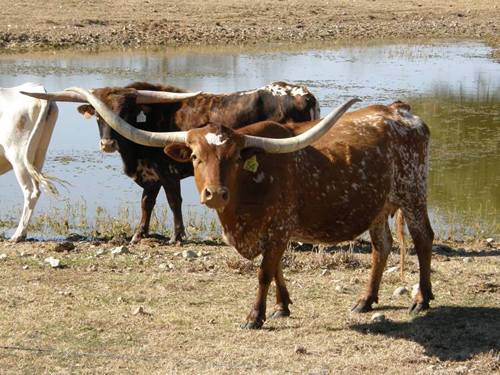 TX - Fayette County Longhorns