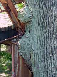 The bridge-eating cottonwood