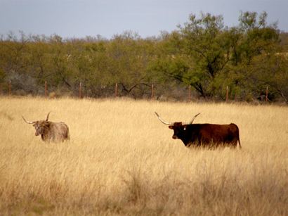 LonnieTX - longhorns