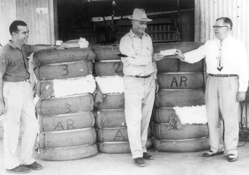 TX- Colorado Conty - first bale of cotton