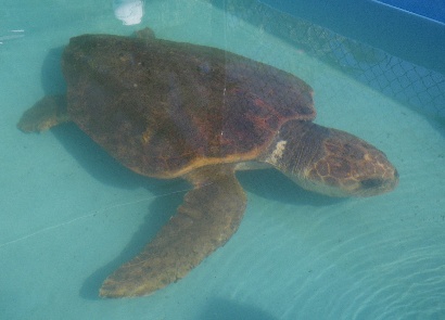 Loggerhead Sea Turtle