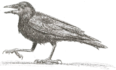 American Crow - Corvus brachyrhynchos